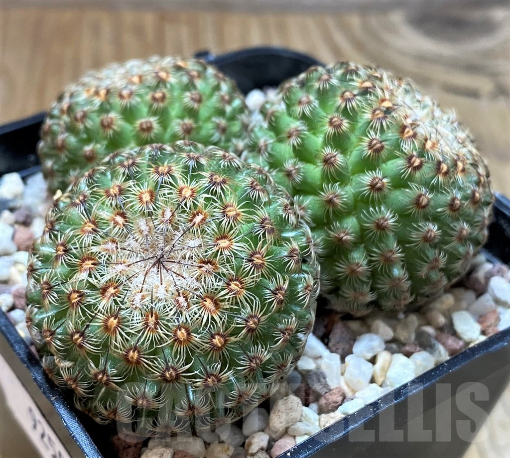 SH9250 Mammillaria huitzilopochtli