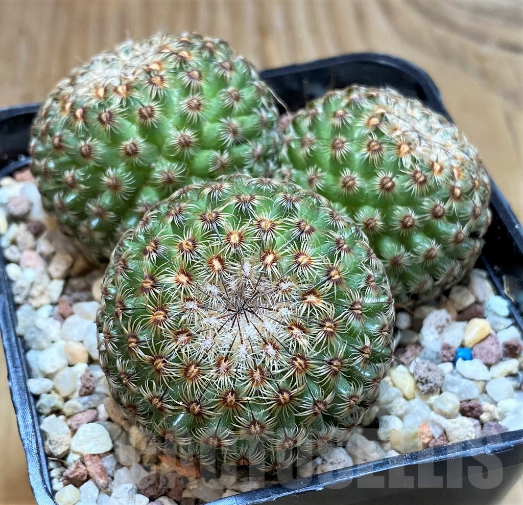 SH9250 Mammillaria huitzilopochtli - Image 2