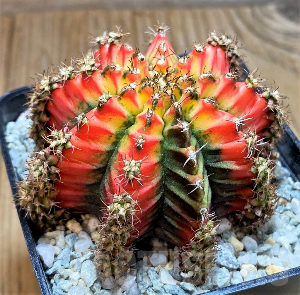 SH9256 Gymnocalycium mihanovichii 'Multicolor' -Taiwan- - Image 2
