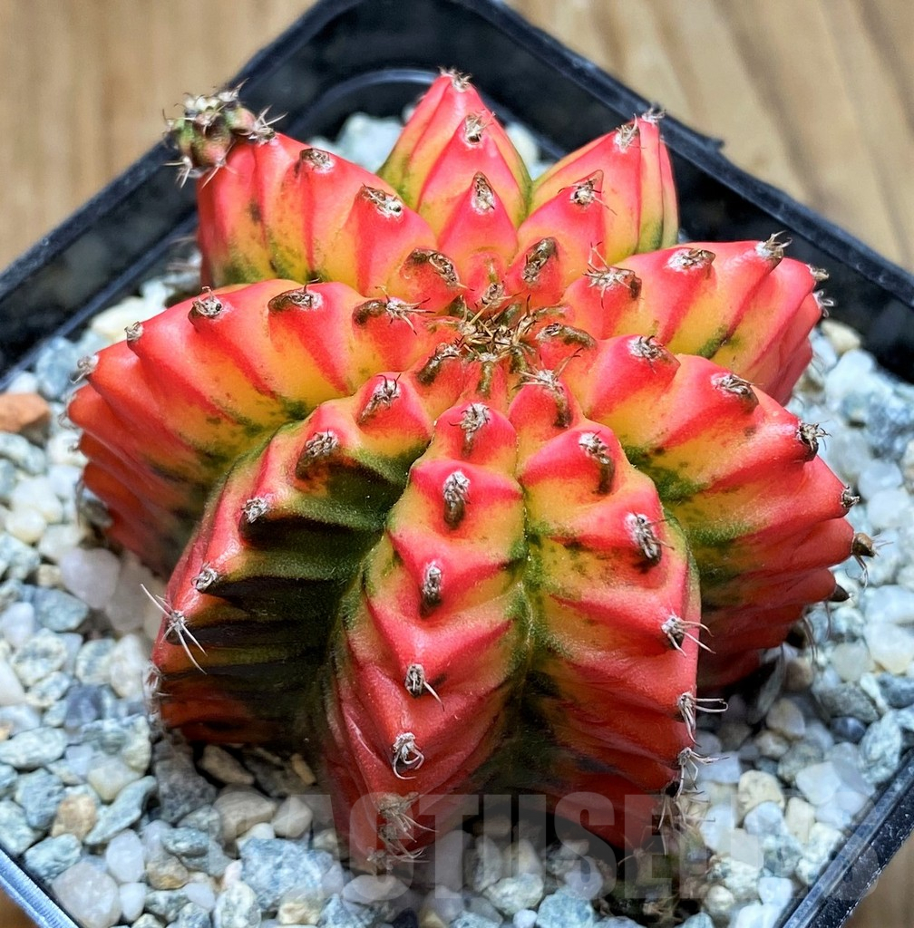 SH9258 Gymnocalycium mihanovichii 'Multicolor' -Taiwan-