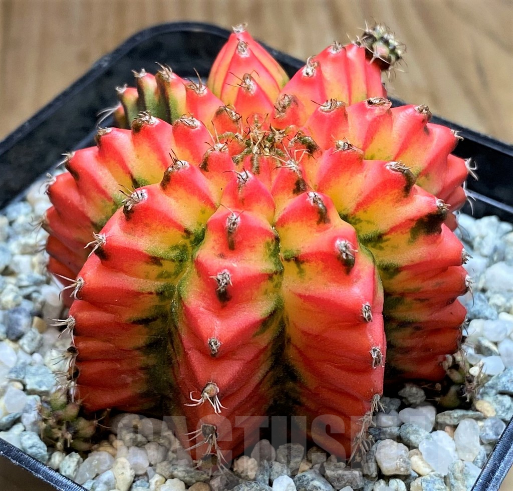 SH9258 Gymnocalycium mihanovichii 'Multicolor' -Taiwan- - Image 2