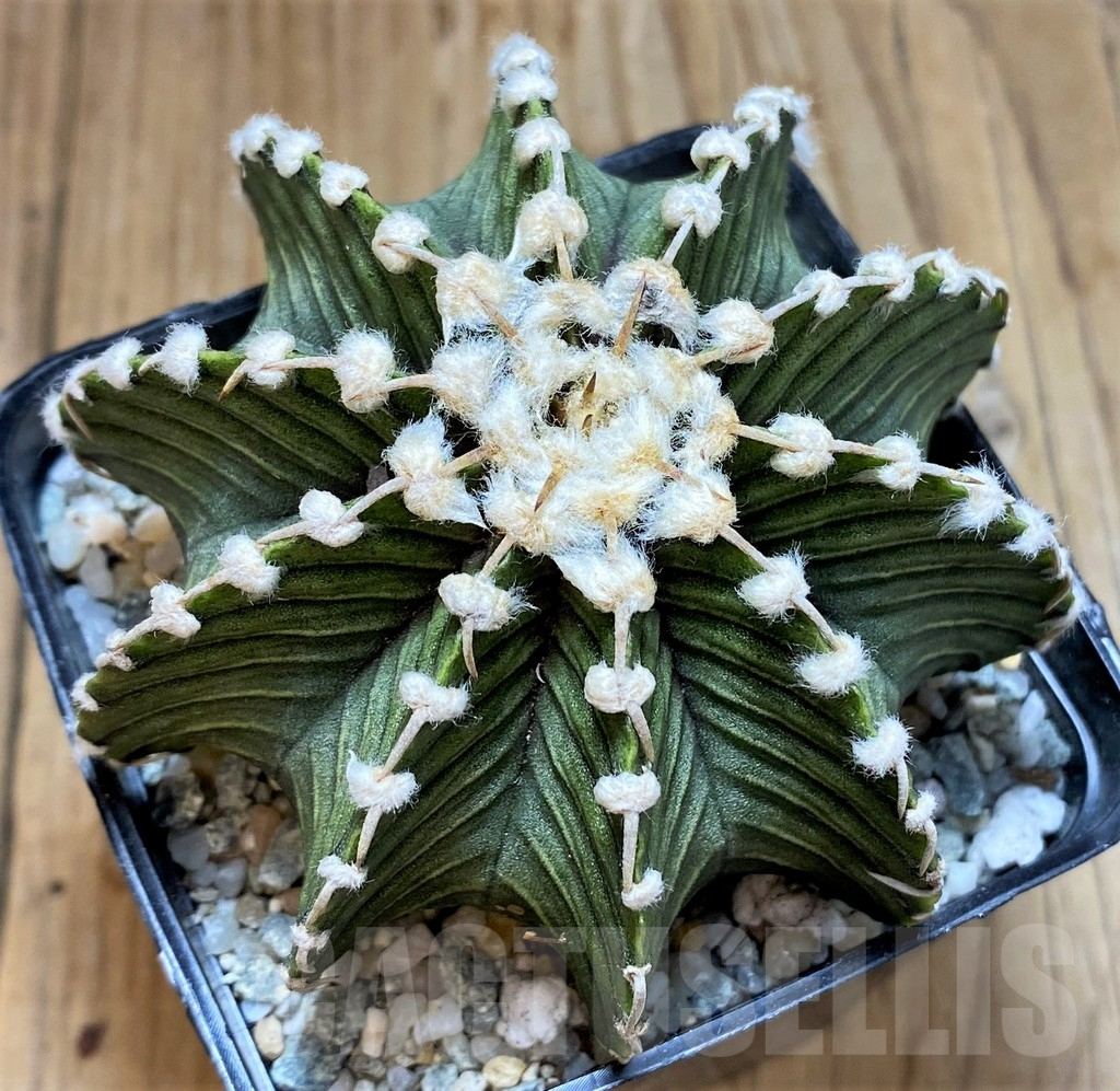 SH9259 Gymnocalycium friedrichii VOS1241