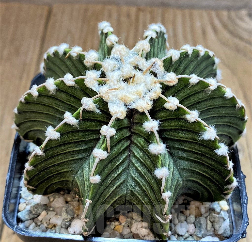 SH9259 Gymnocalycium friedrichii VOS1241 - Image 2