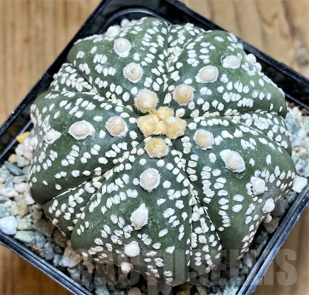 SH9260 Astrophytum asterias ‘Kikko’, 5-ribs