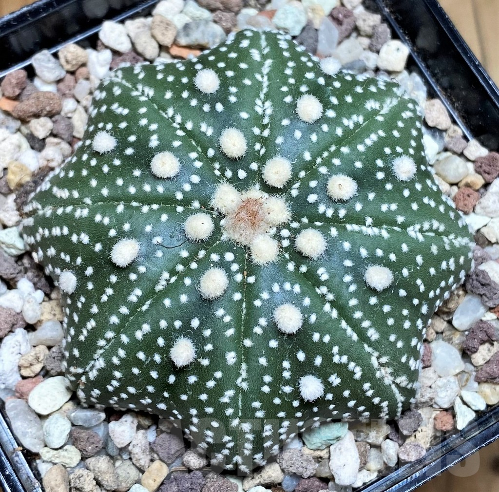 SH9264 Astrophytum asterias ‘Star Shape’
