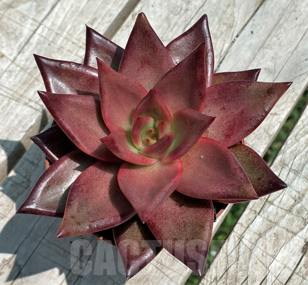 SH9277 Echeveria ‘Atlas’ - Image 2