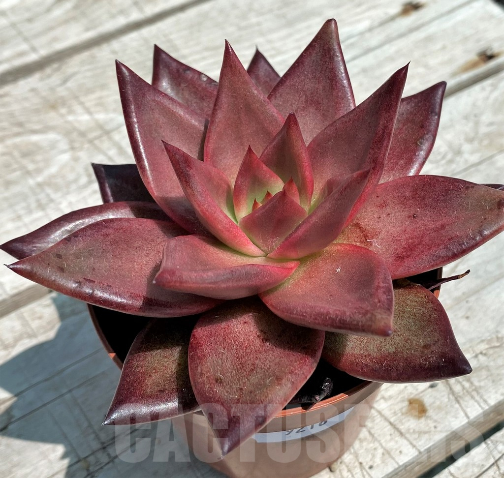 SH9277 Echeveria ‘Atlas’