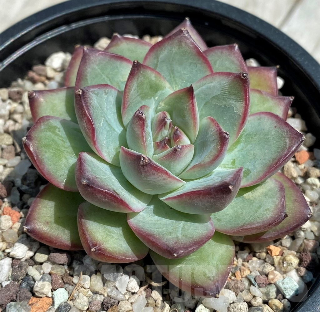 SH9216 Echeveria hybrid