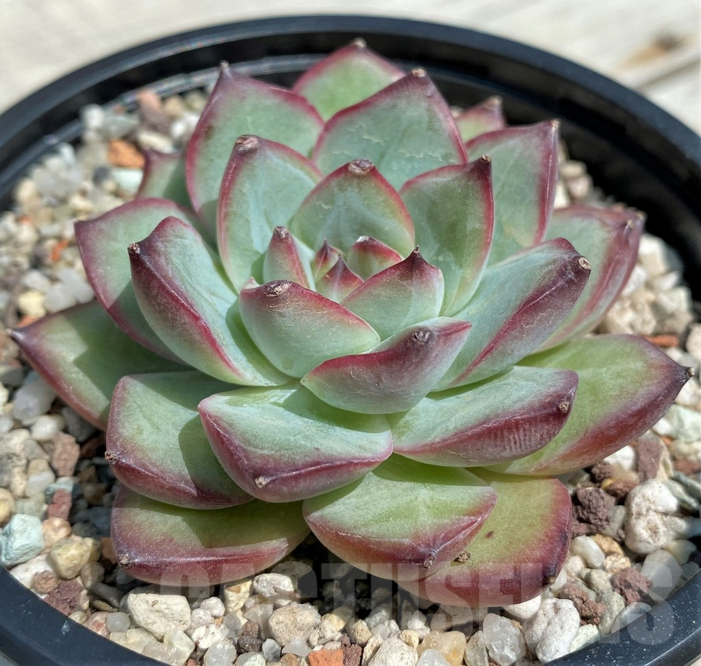 SH9216 Echeveria hybrid - Image 2