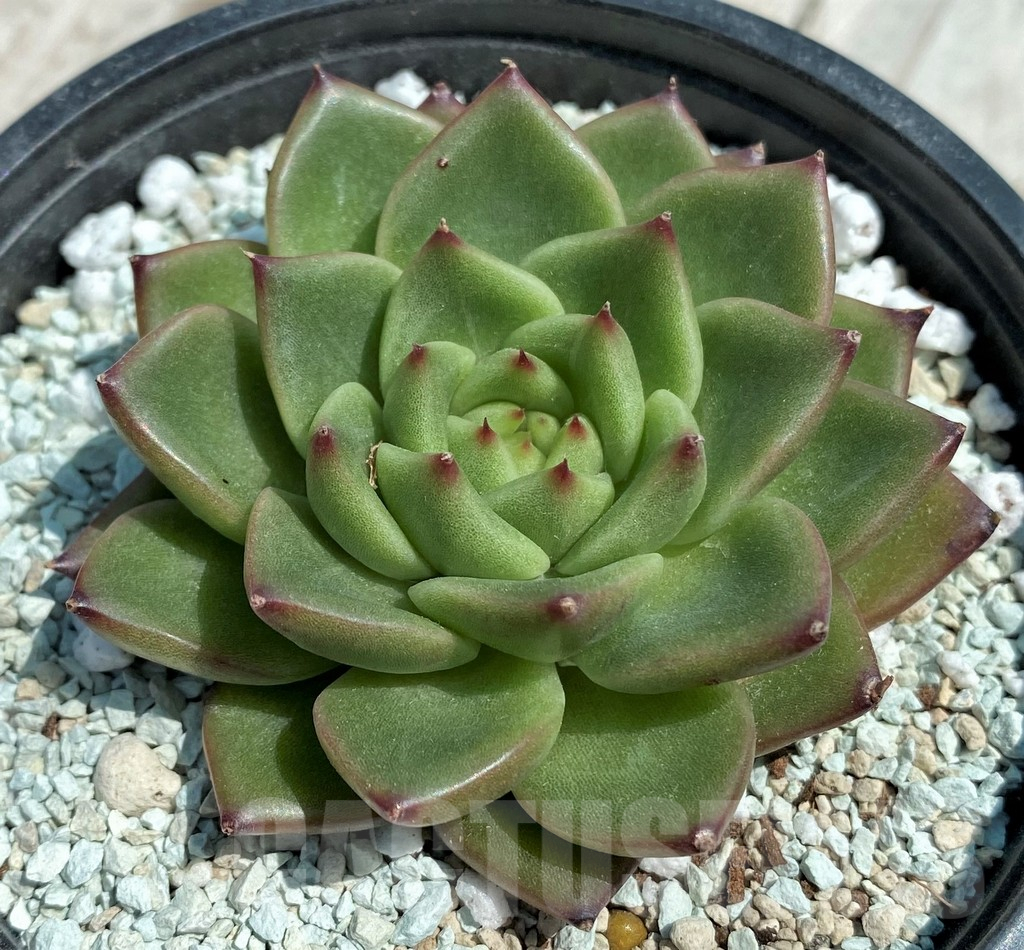 SH9217 Echeveria 'Gilva' - Image 2