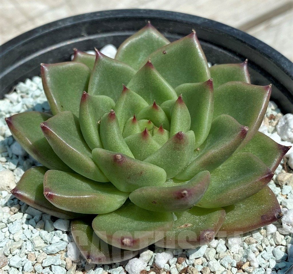 SH9217 Echeveria 'Gilva'