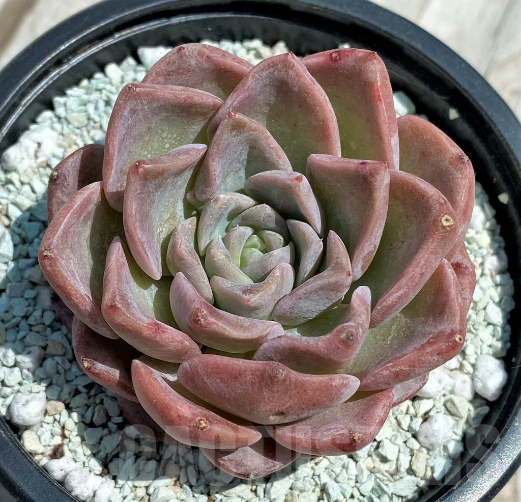 SH9218 Echeveria hybrid