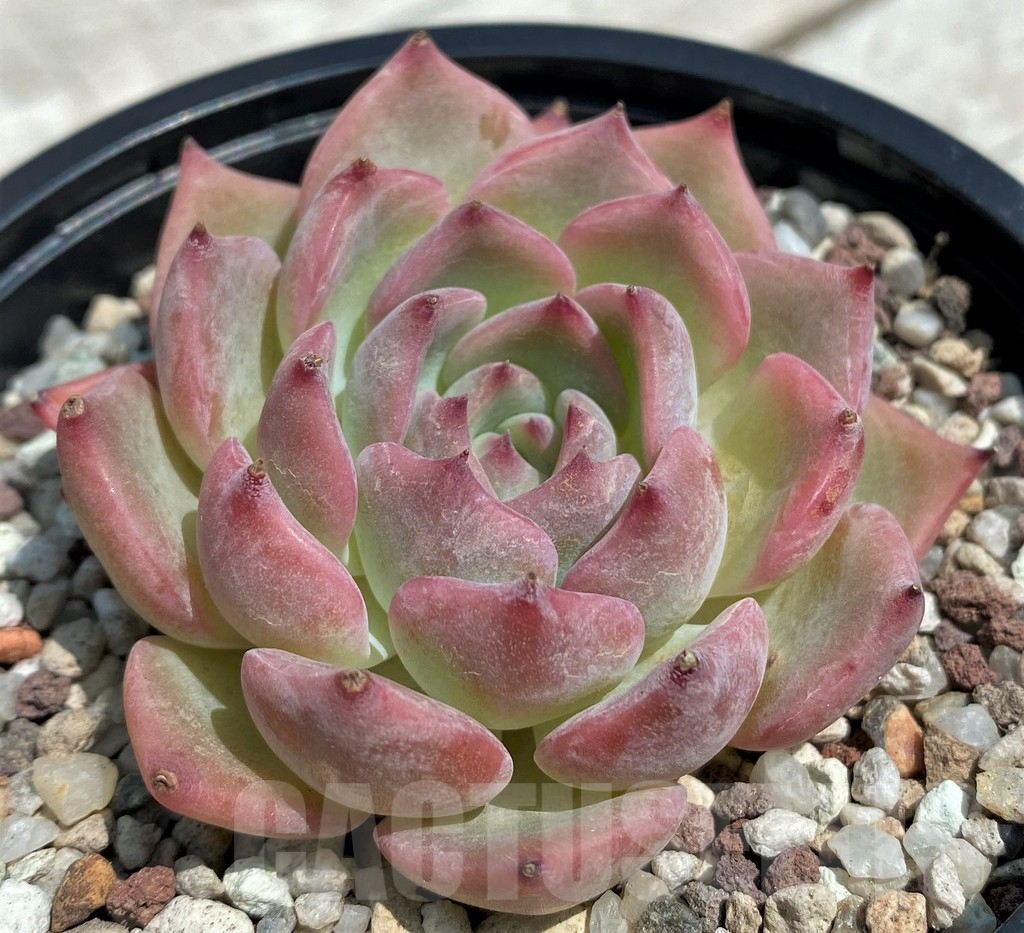 SH9210 Echeveria 'Keralean'