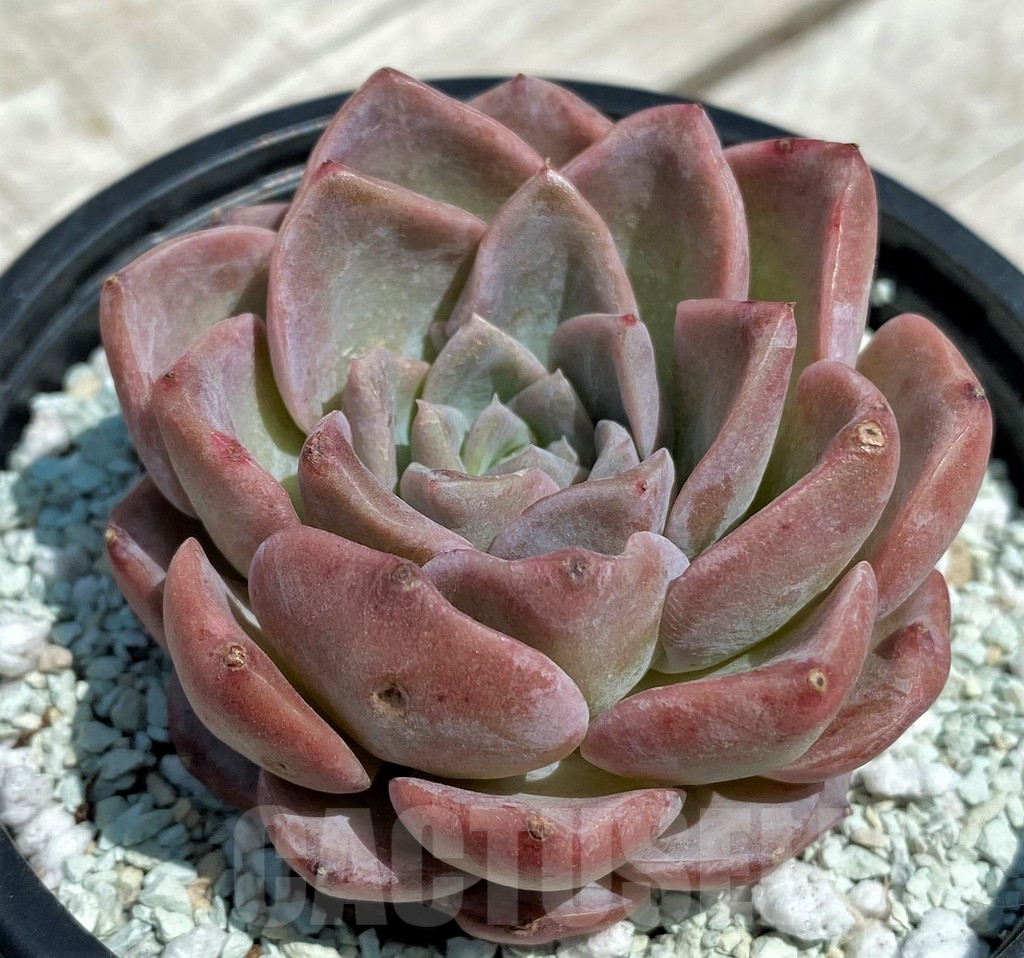 SH9218 Echeveria hybrid - Image 2