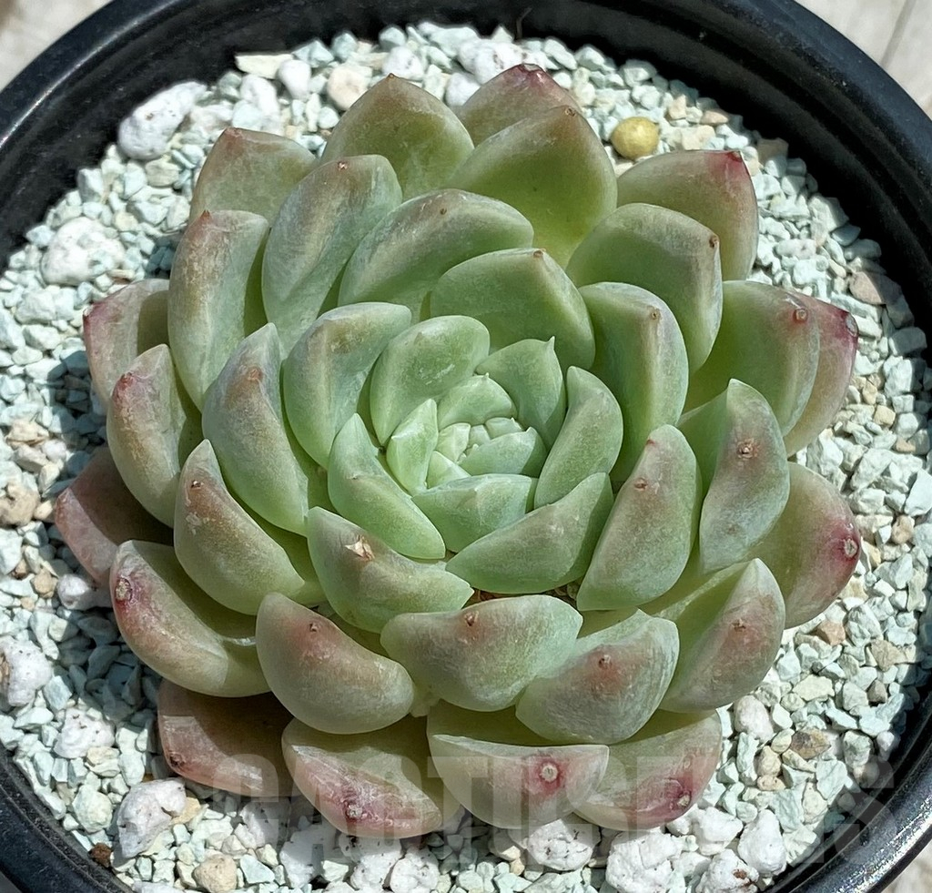 SH9219 Echeveria 'Elegans' hybrid - Image 2