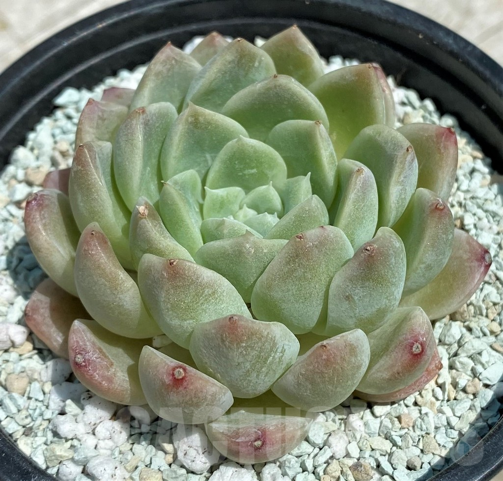 SH9219 Echeveria 'Elegans' hybrid