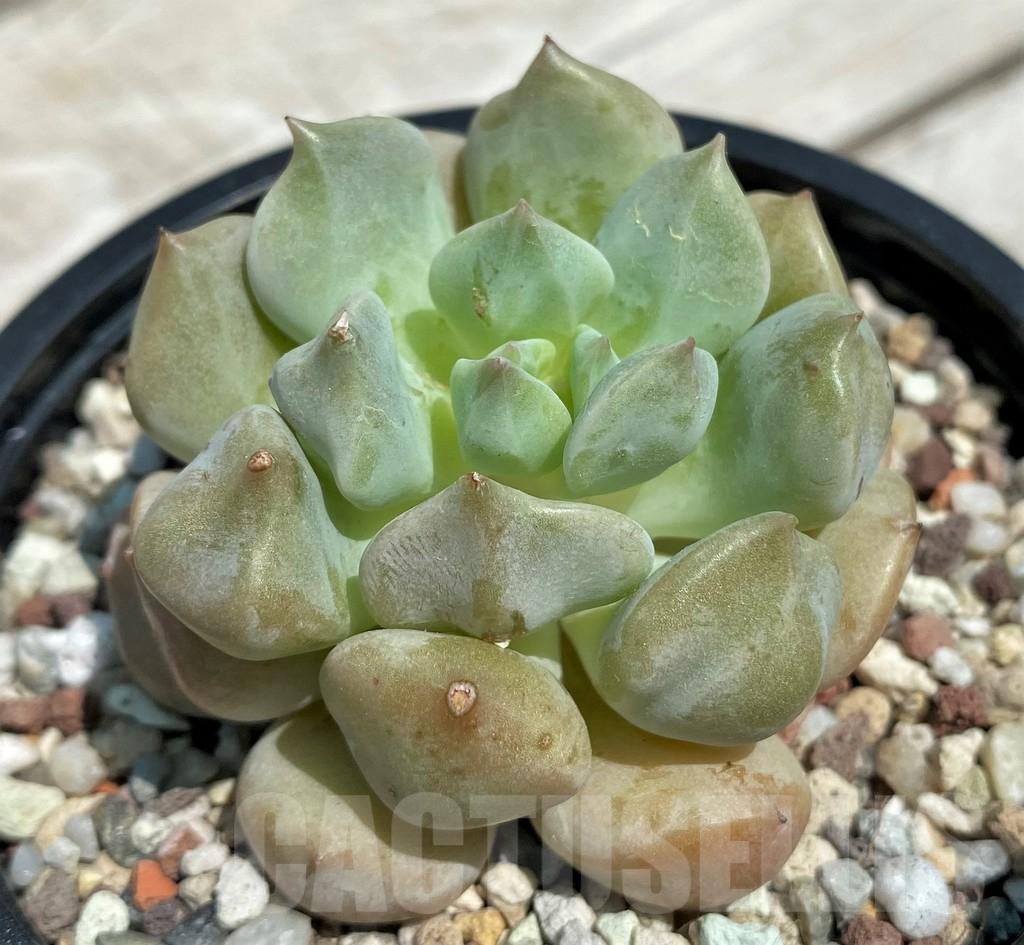 SH9221 Echeveria 'Choux Cream' - Image 2