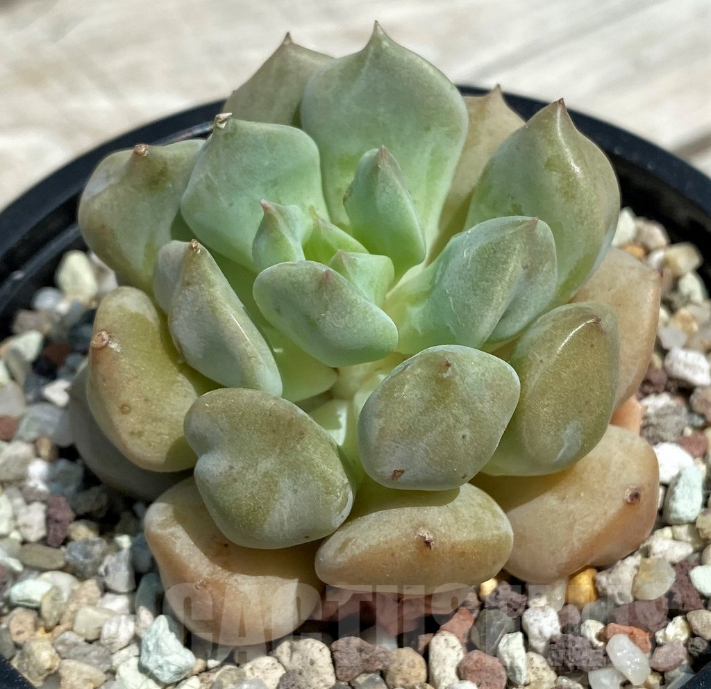 SH9221 Echeveria 'Choux Cream'