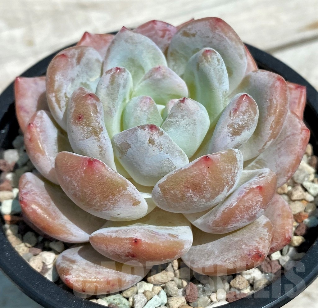 SH9222 Echeveria hybrid - Image 2
