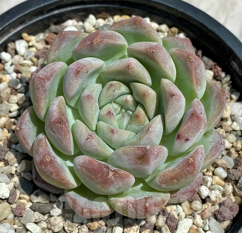 SH9224 Echeveria hybrid - Image 2