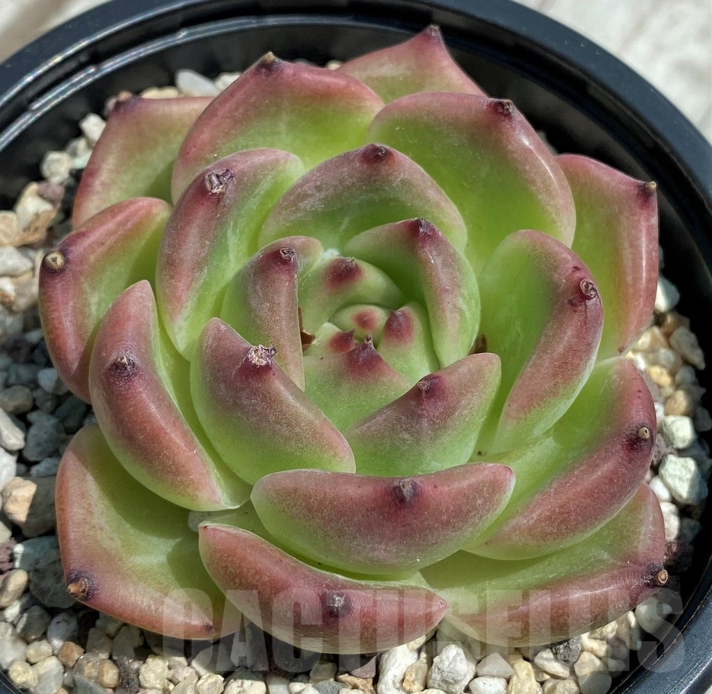 SH9211 Echeveria 'Caesar' hybrid - Image 2