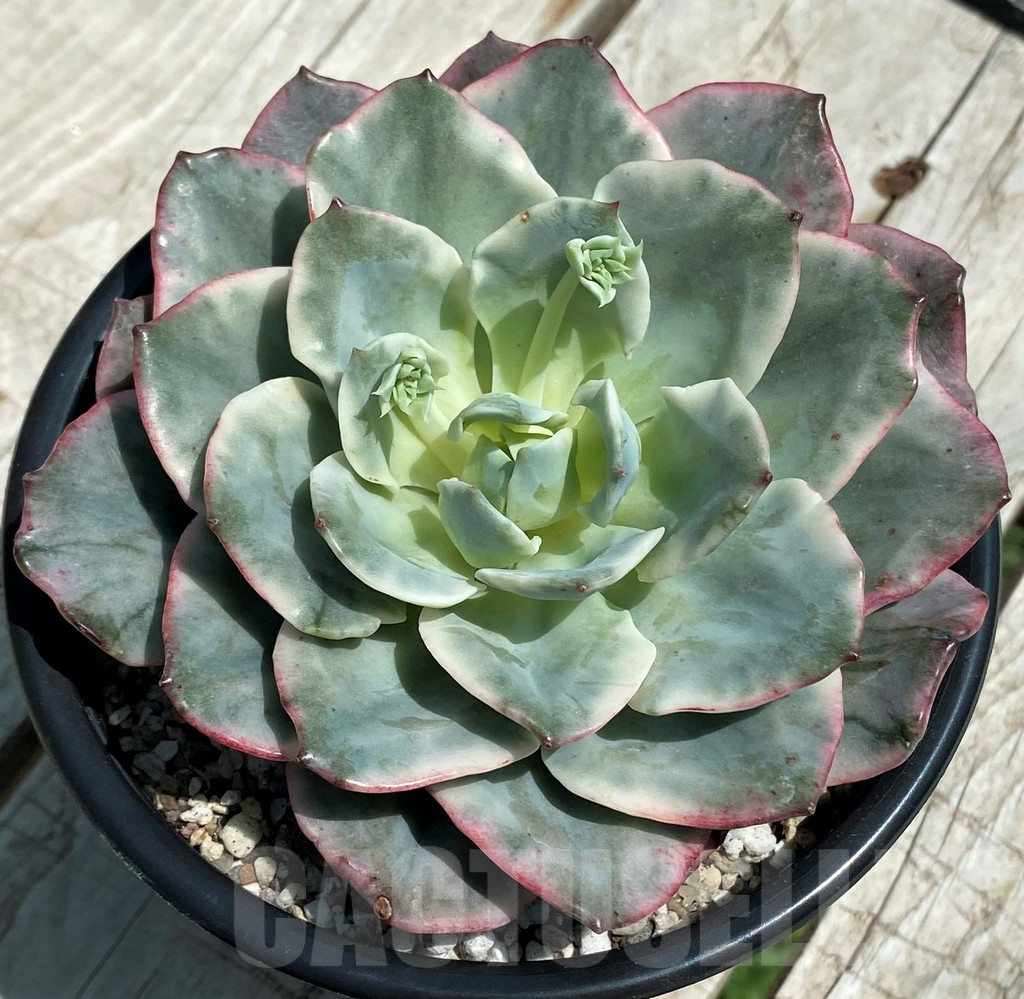 SH9230 Echeveria ‘Atlantis’ f. variegata - Image 2