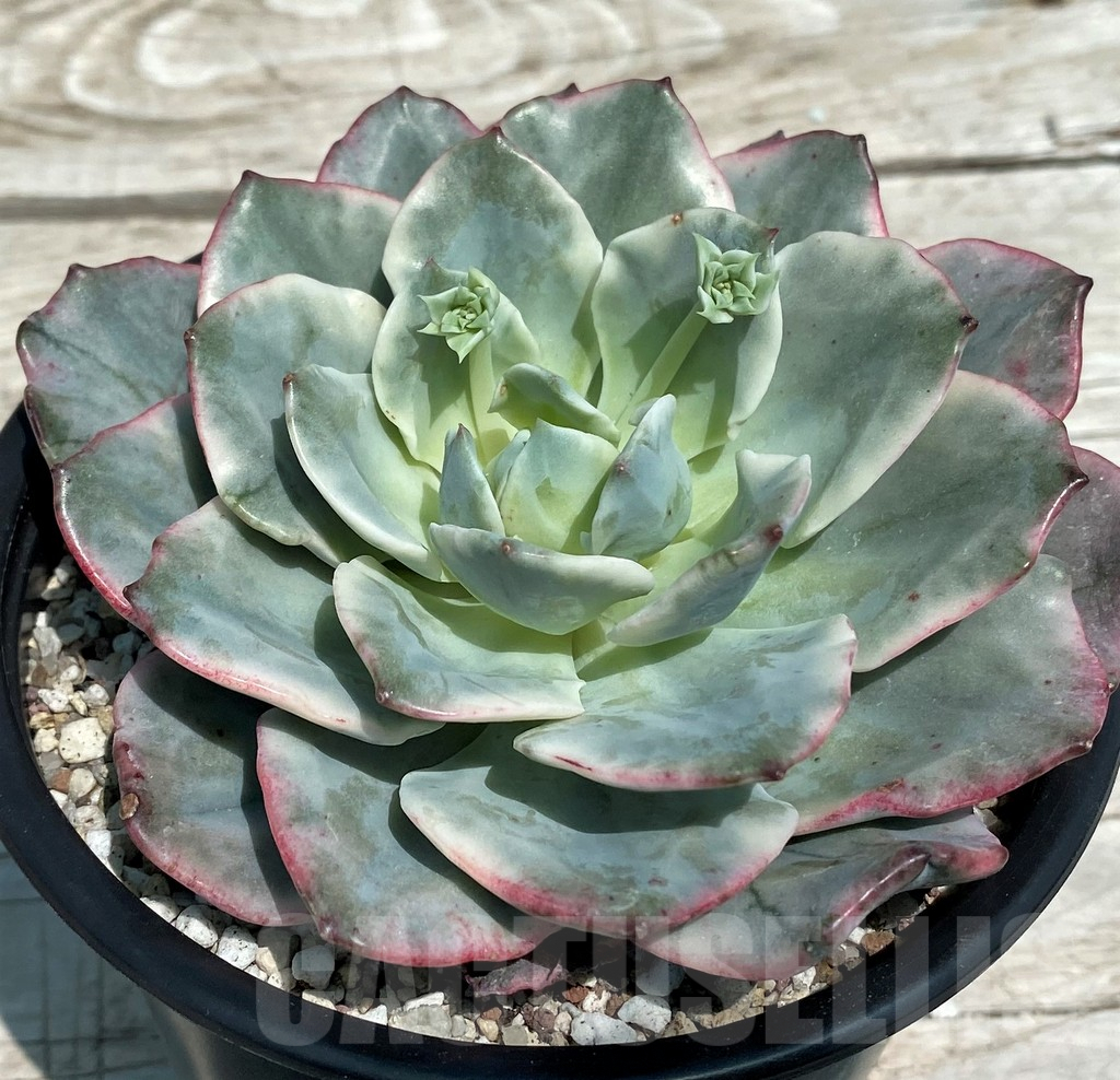 SH9230 Echeveria ‘Atlantis’ f. variegata