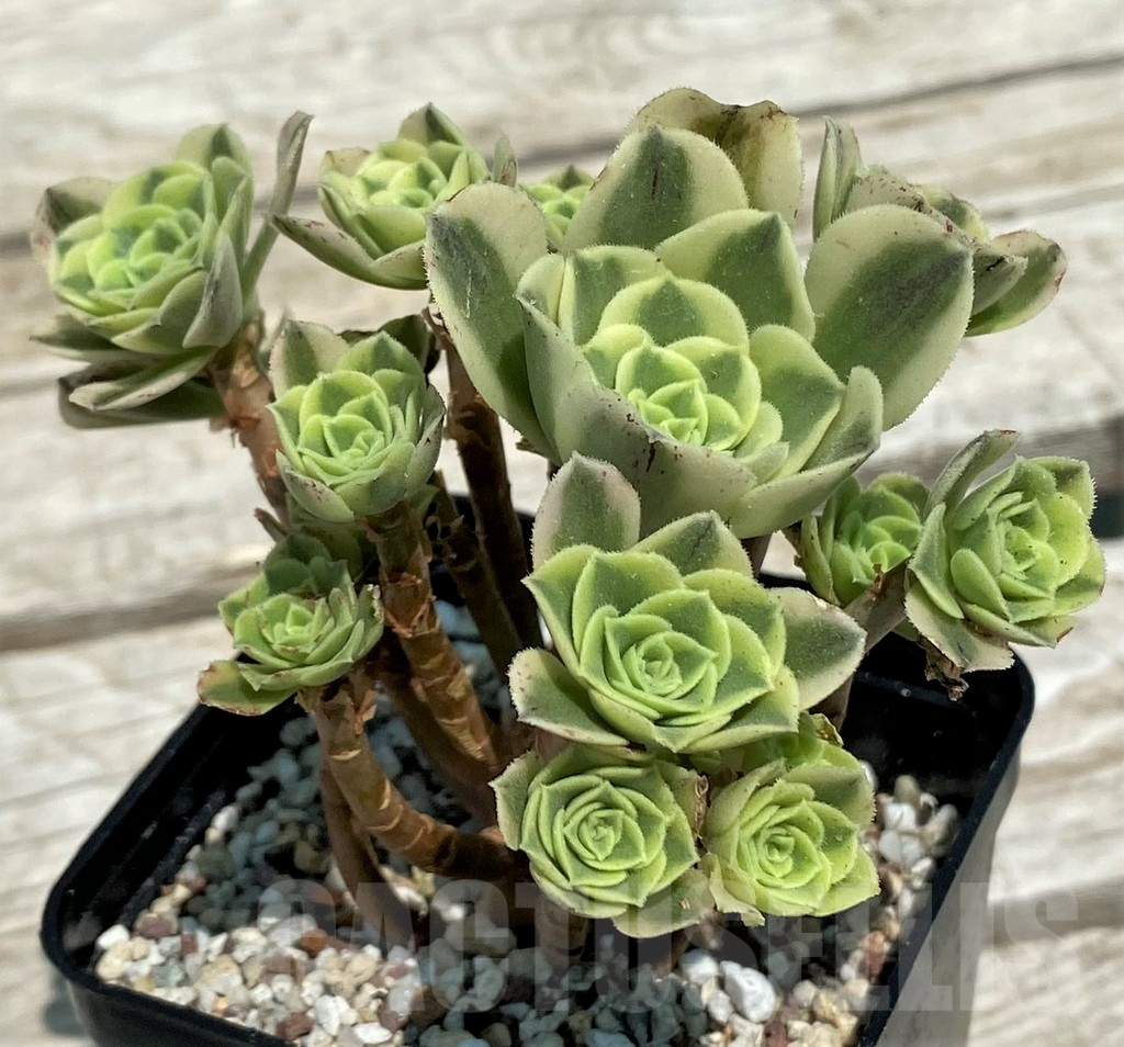 SH9234 Aeonium 'Green Bean'