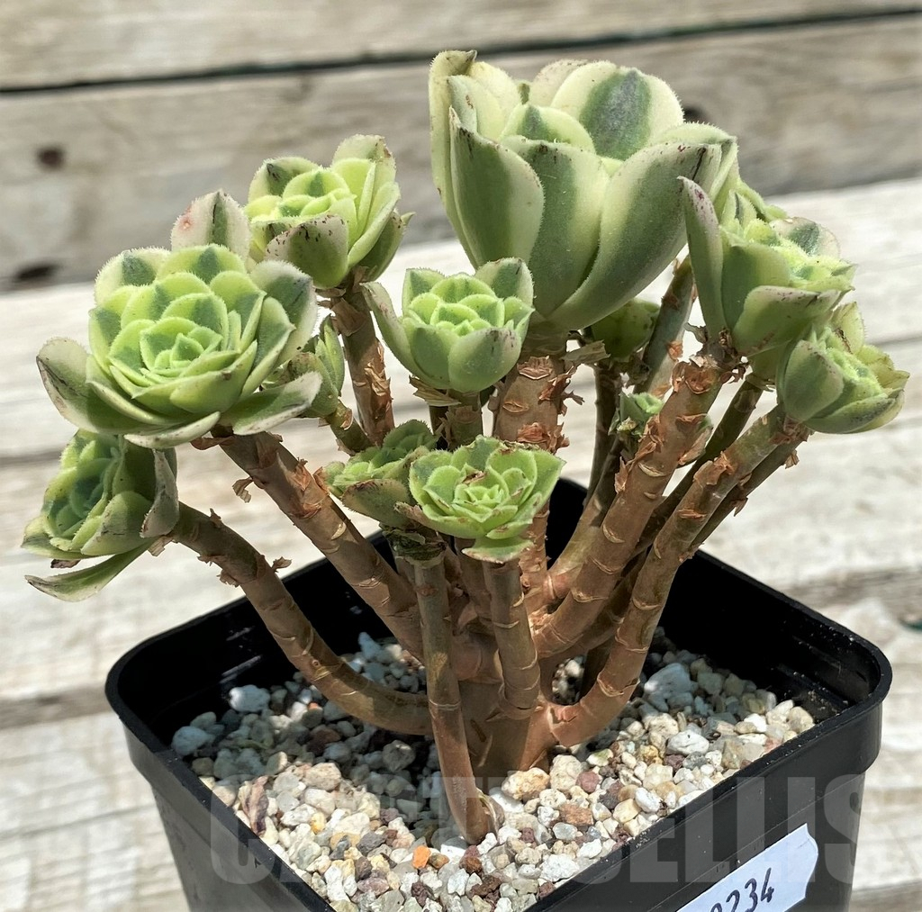 SH9234 Aeonium 'Green Bean' - Image 2