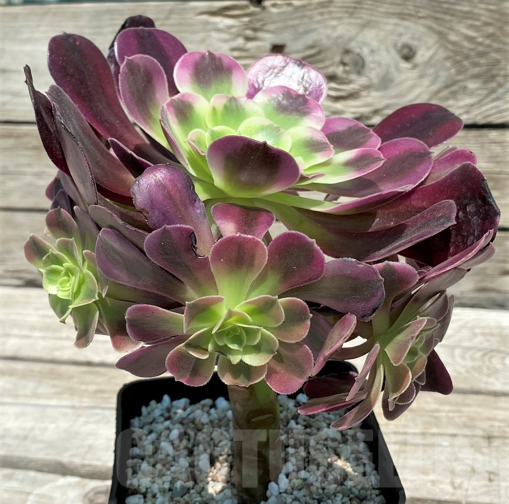 SH9236 Aeonium 'Medusa' - Image 2