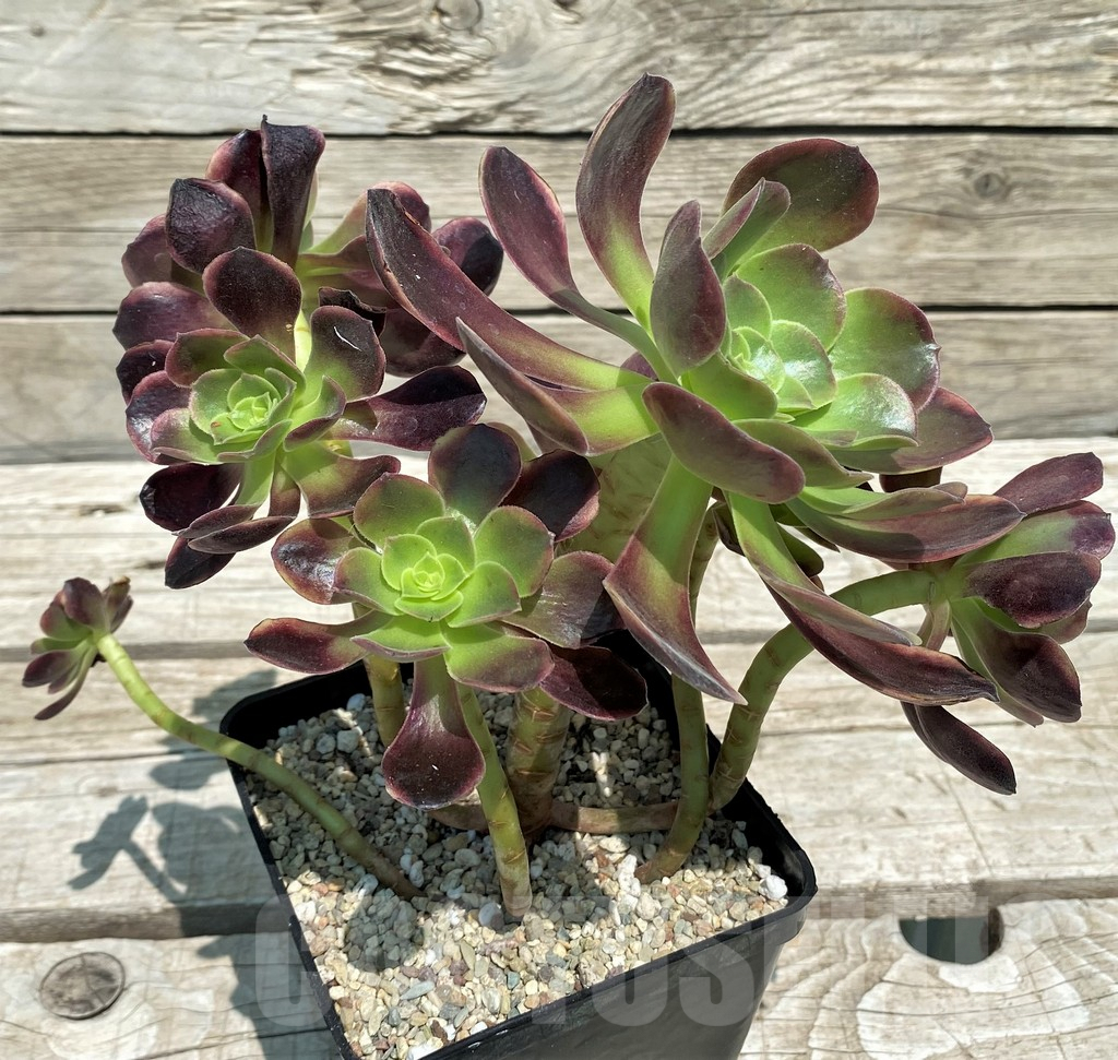 SH9238 Aeonium 'Super Bang' - Image 2