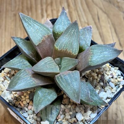 SH9375 Haworthia pygmaea v. dekenahii