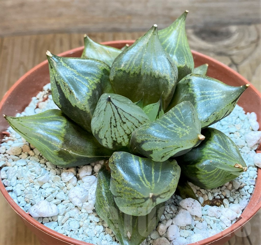 SH9378 Haworthia ‘Urahannya’ - Image 2