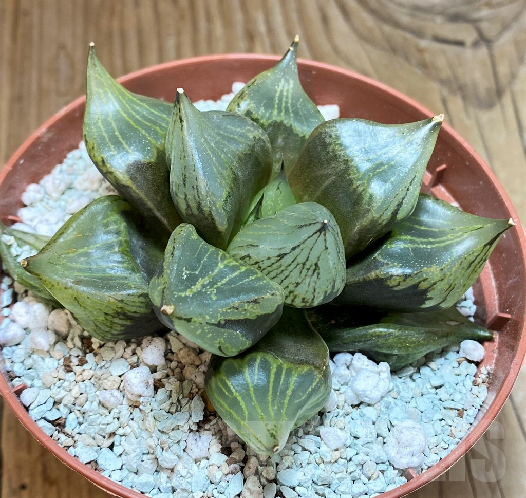 SH9378 Haworthia ‘Urahannya’