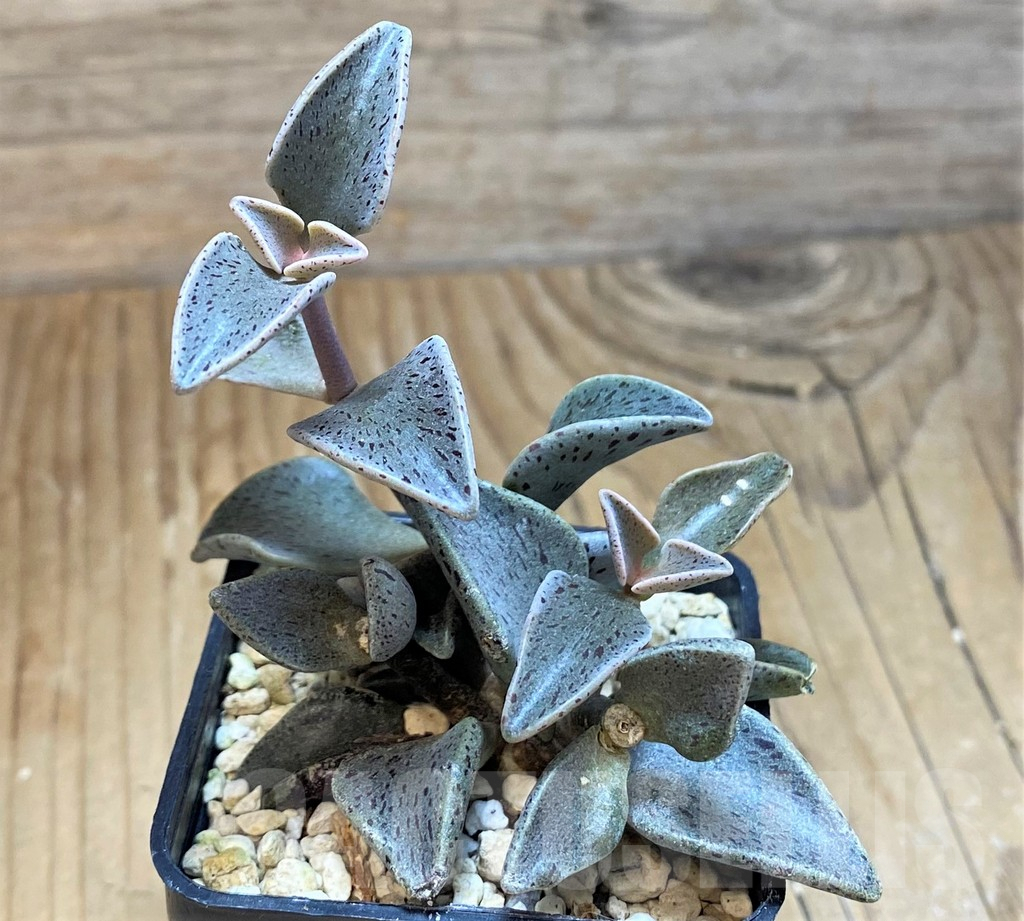 SH9383 Lenophyllum guttatum