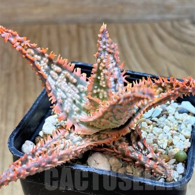 SH9388 Aloe TCT hybrid