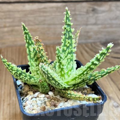 SH9397 Aloe TCT hybrid