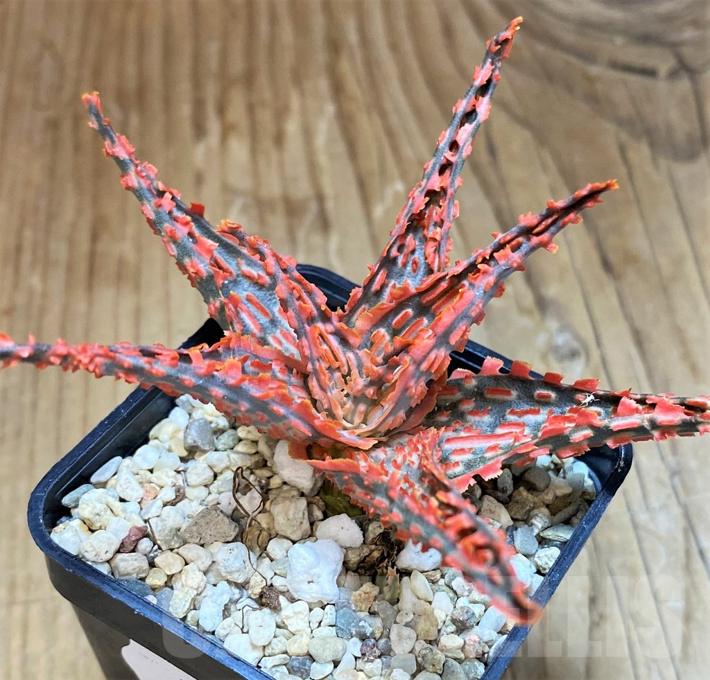 SH9398 Aloe TCT hybrid