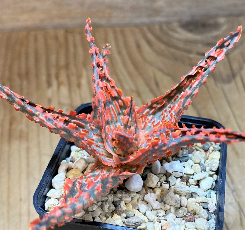SH9398 Aloe TCT hybrid - Image 2