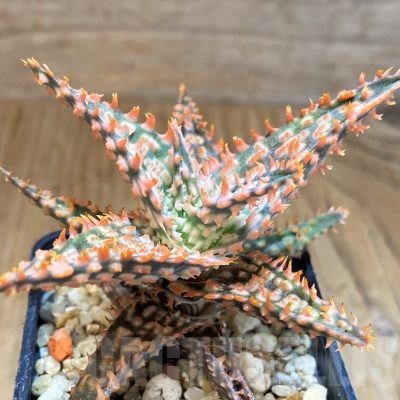 SH9400 Aloe TCT hybrid