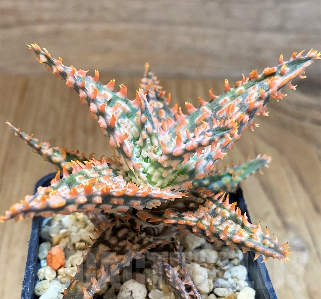SH9400 Aloe TCT hybrid