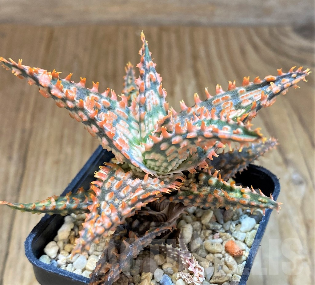 SH9400 Aloe TCT hybrid - Image 2
