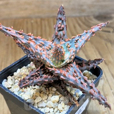 SH9402 Aloe TCT hybrid
