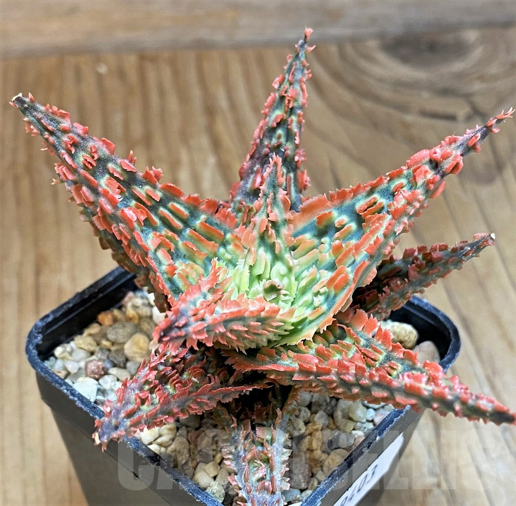SH9403 Aloe TCT hybrid - Image 2