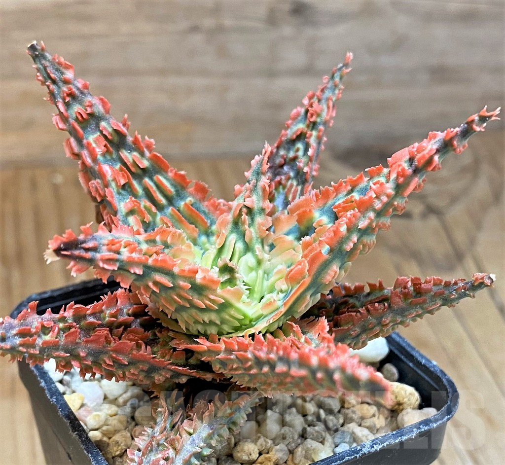 SH9403 Aloe TCT hybrid