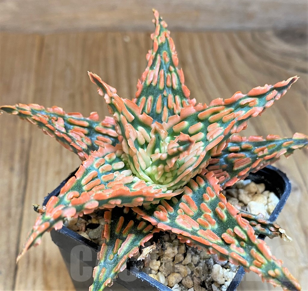 SH9406 Aloe TCT hybrid