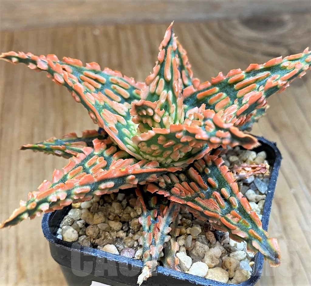 SH9406 Aloe TCT hybrid - Image 2