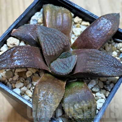 SH9345 Haworthia 'Chocolate' hybrid