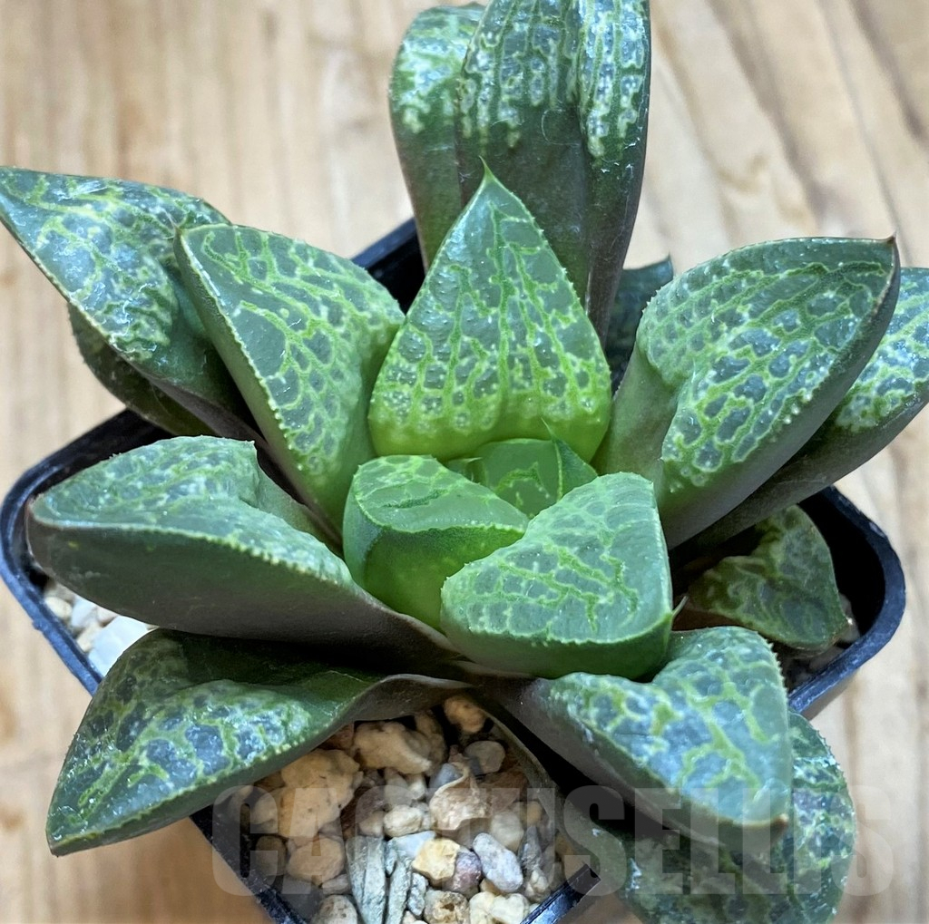 SH9346 Haworthia 'Kamen Butokai' - Image 2