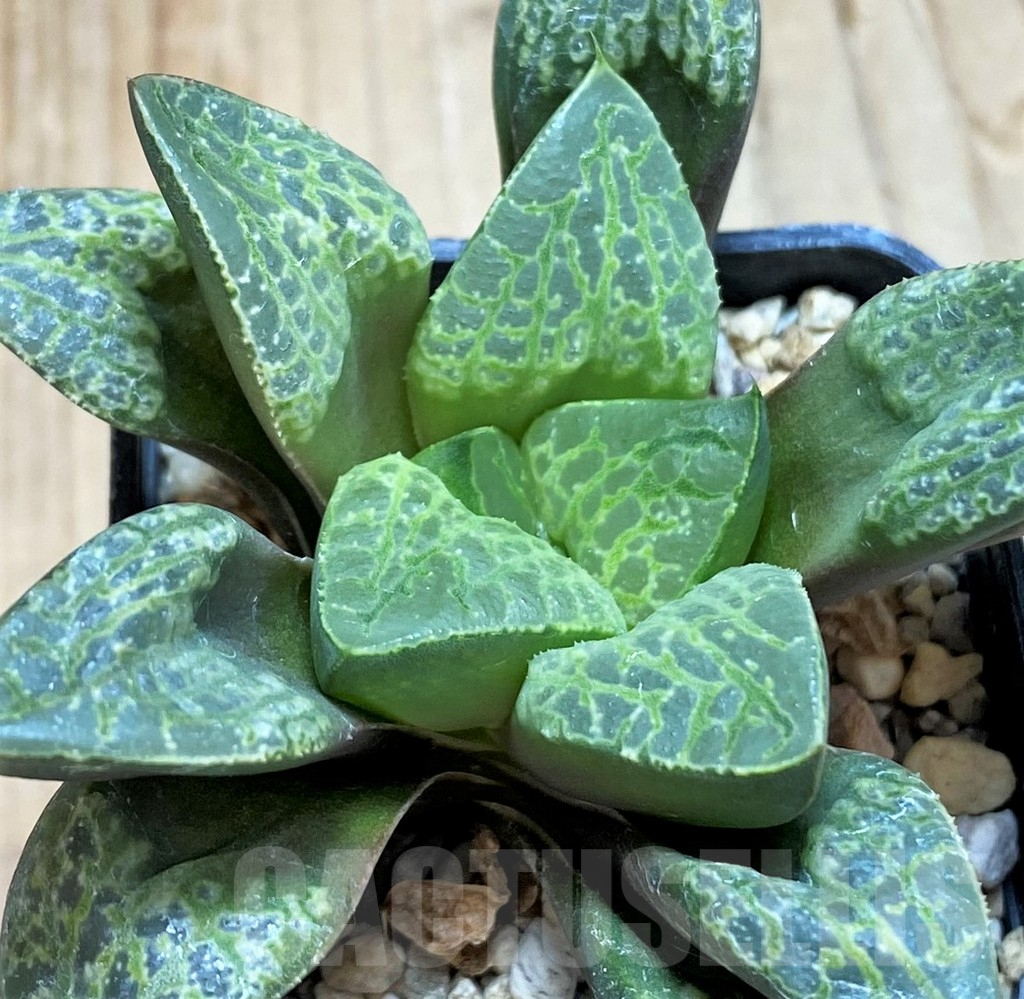 SH9346 Haworthia 'Kamen Butokai'